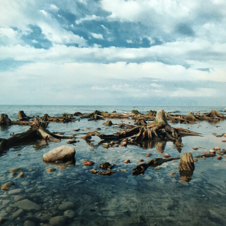 Фотография Куршской косы: стволы деревьев в воде